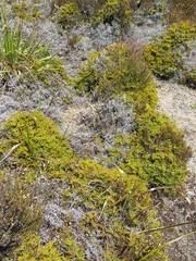 Gleichenia alpina