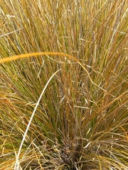 Chionochloa rubra
