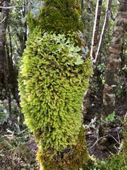 Cladomnion ericoides