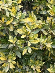 Codiaeum variegatum pictum