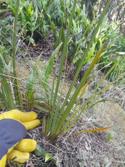 Libertia