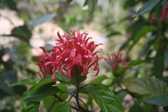 Justicia carnea