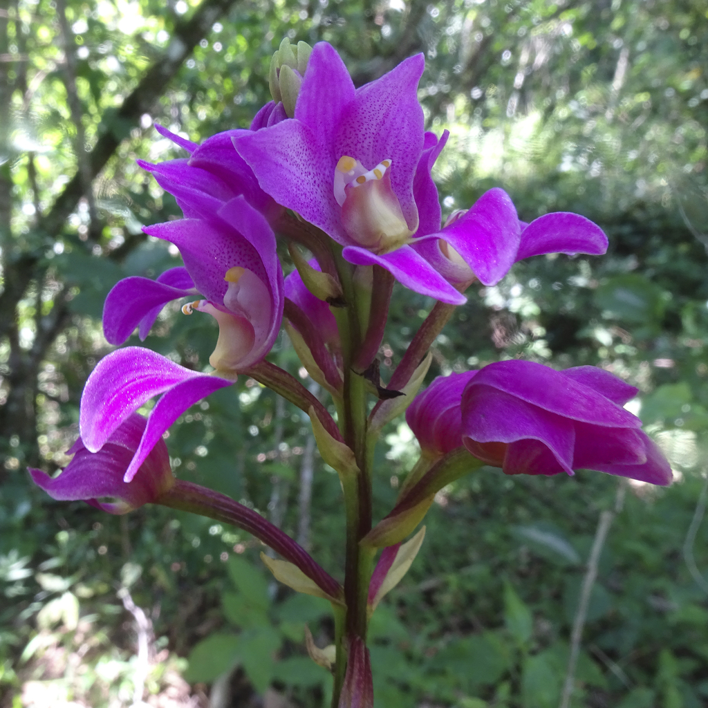 Govenia vilcabambana