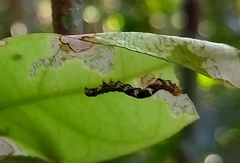 Achrosis