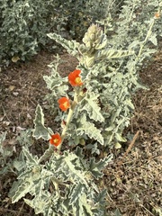 Sphaeralcea coulteri