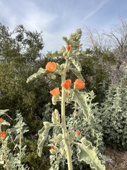 Sphaeralcea coulteri