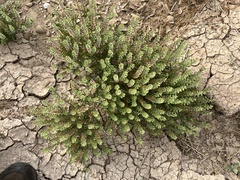 Lepidium densiflorum
