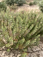 Lepidium densiflorum