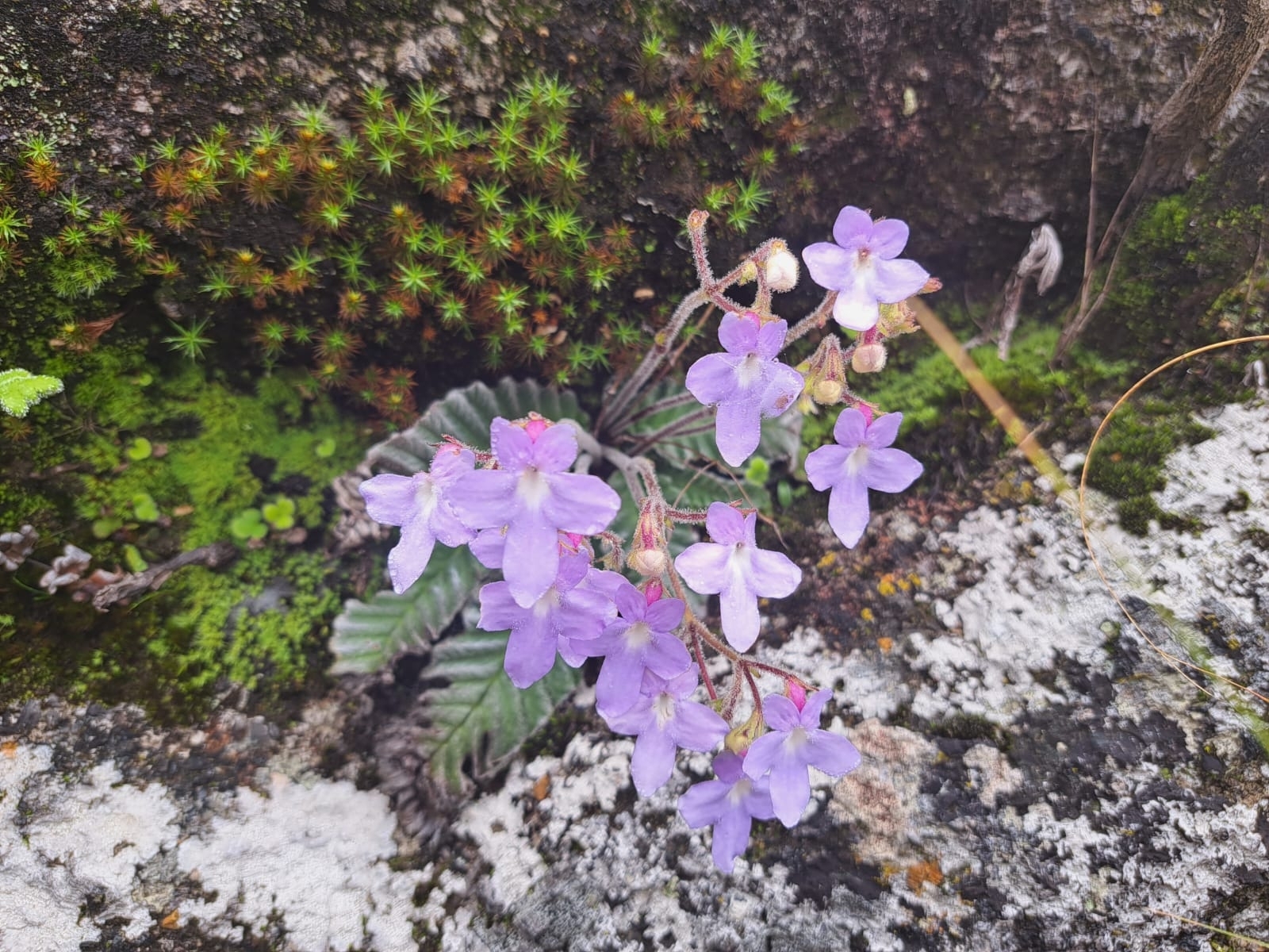 Streptocarpus nimbicola