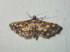 Eurrhyparodes tricoloralis