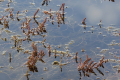 Myriophyllum verrucosum