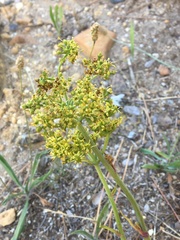 Lichtensteinia lacera