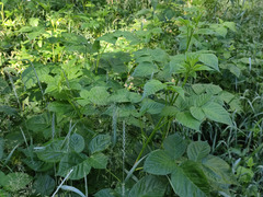 Poa palustris