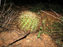 Ferocactus viridescens