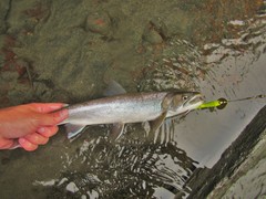 Salvelinus malma
