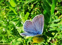 Polyommatus amandus