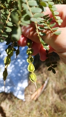 Sophora chathamica