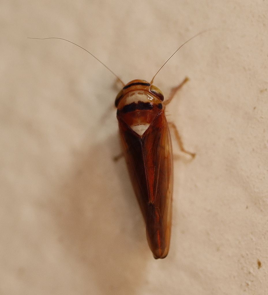Carvaka