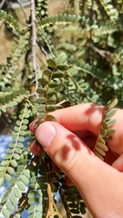 Sophora chathamica