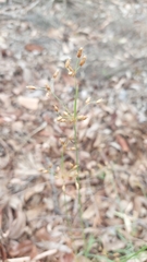 Fimbristylis dichotoma