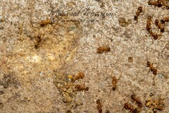 Pheidole megacephala