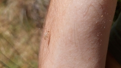 Drepanacra binocula