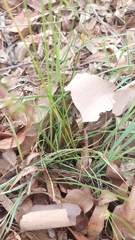 Fimbristylis dichotoma