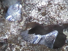 Gymnothorax pictus