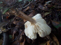 Tricholoma griseoviolaceum