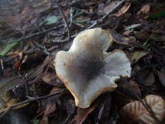 Tricholoma griseoviolaceum