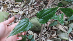 Stemona tuberosa