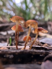 Marasmius elegans