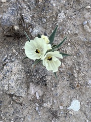 Mohavea confertiflora
