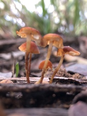 Marasmius elegans