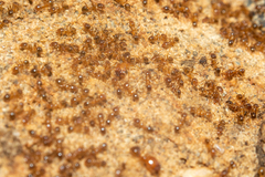 Pheidole megacephala