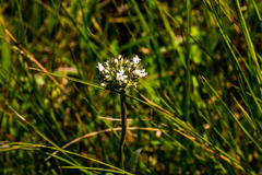 Agathisanthemum bojeri