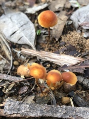 Marasmius elegans