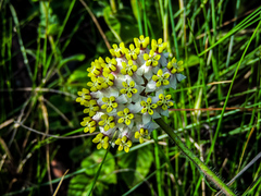 Asclepias albens