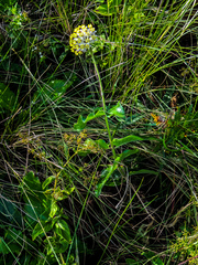 Asclepias albens