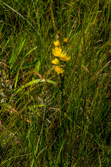 Berkheya rhapontica