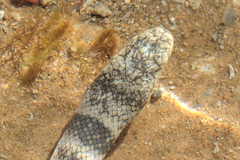 Hydrophis major
