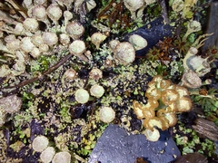 Cladonia cryptochlorophaea