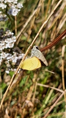 Lycaena 'canterbury common copper'