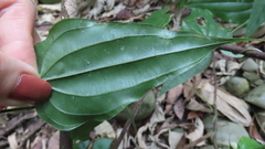 Stemona tuberosa