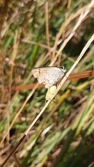 Lycaena 'canterbury common copper'