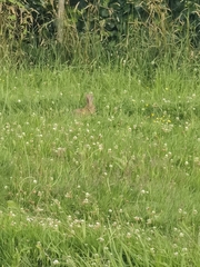 Oryctolagus cuniculus cuniculus