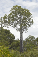 Brachychiton rupestris