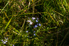 Conostomium natalense