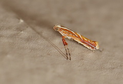 Macarostola polyplaca