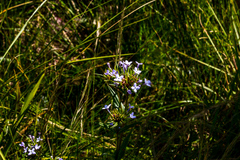 Conostomium natalense